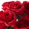 Red Rose Bush by Ashland®